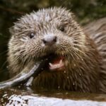 Detectan el primer caso de coronavirus en una nutria salvaje de río