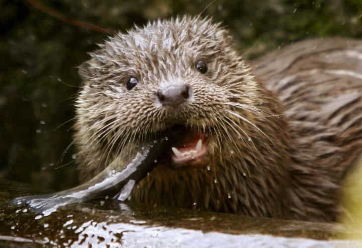 Detectan el primer caso de coronavirus en una nutria salvaje de río