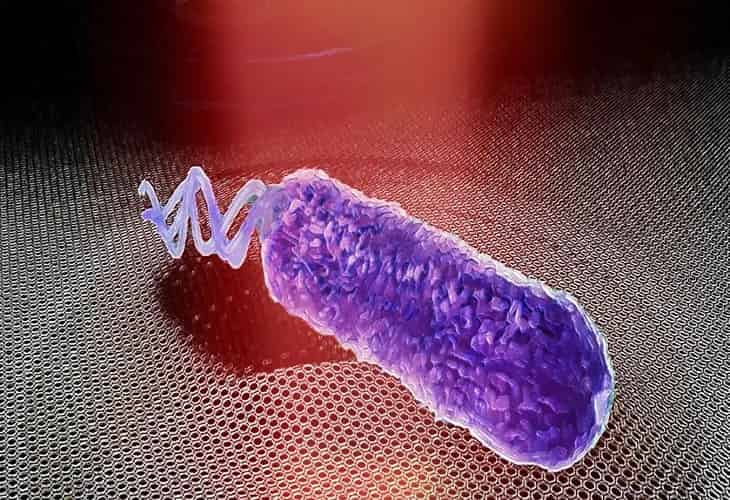 El grafeno detecta si una bacteria sigue viva después de usar un antibiótico