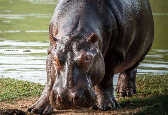 El incierto futuro de los _preocupantes_ hipopótamos de Pablo Escobar