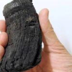 Hallan en los Alpes suizos el mayor diente de dinosaurio marino del mundo
