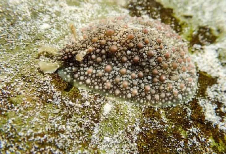 La Unesco lanza un plan para mejorar la resistencia de los arrecifes de coral