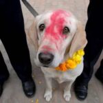 La ciencia descubre el misterio tras la irresistible mirada de los perros