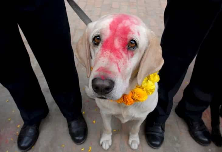 La ciencia descubre el misterio tras la irresistible mirada de los perros