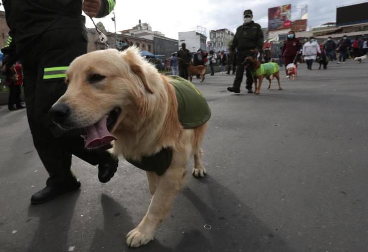 La raza de los perros no determina su comportamiento, según un estudio