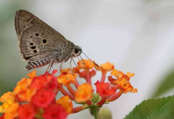 Los insectos se han reducido un 50 % por la presión humana en algunas zonas