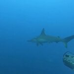 Los montes submarinos son zonas “calientes” de biodiversidad en Costa Rica