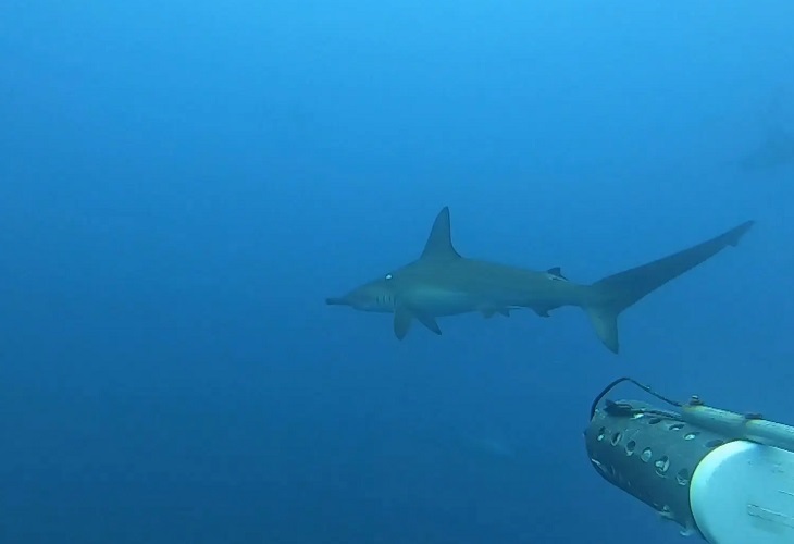 Los montes submarinos son zonas “calientes” de biodiversidad en Costa Rica