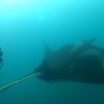 Marcan diez mantarrayas para identificar sus patrones migratorios en Galápagos