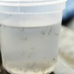 Perú lanza una alerta ante el pico más alto de dengue en los últimos cuatro años