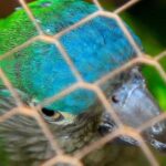 Redada contra traficantes de animales exóticos deja 21 capturados en Colombia