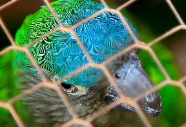 Redada contra traficantes de animales exóticos deja 21 capturados en Colombia