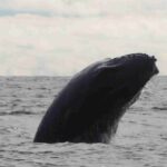 Greenpeace Registra _el disparo_, un nuevo sonido emitido por la ballena jorobada