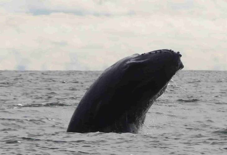 Greenpeace registra “el disparo”, un nuevo sonido emitido por la ballena jorobada