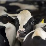 Sin antibióticos, una etiqueta no siempre honesta en el vacuno de EE.UU.