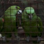 Una ONG de Venezuela y Argentina establecen una alianza para combatir el tráfico de aves