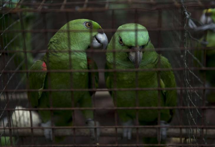 Una ONG de Venezuela y Argentina establecen una alianza para combatir el tráfico de aves