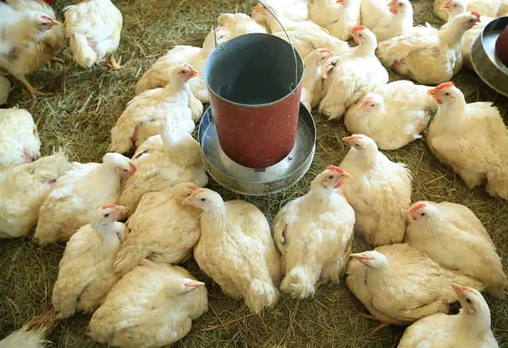 Una caída de energía eléctrica provoca la muerte de unos 30.000 pollos en Brasil
