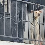 En Pamplona, perrito es dejado en balcón amarrado del cuello y sin poder sentarse