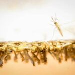 Brasil registra en cuatro meses igual número de casos de dengue que en 2021
