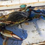 El Mediterráneo, una de las áreas marinas más afectadas por especies invasoras