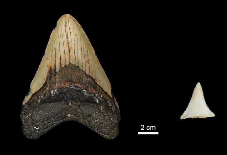 El gran tiburón blanco pudo contribuir a la extinción del megalodón