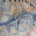 Encuentran en un glaciar de Chile a _Fiona_, el primer ictiosaurio completo