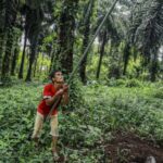 Indonesia pone fin a la prohibición de exportar aceite de palma