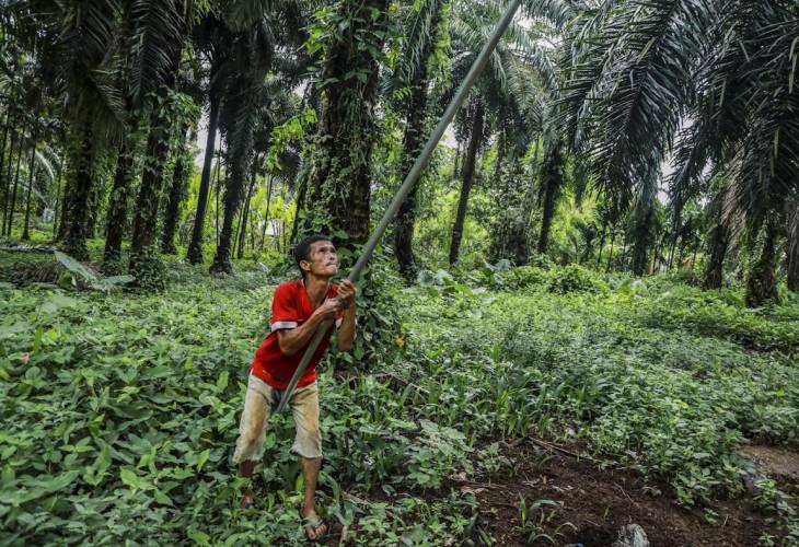 Indonesia pone fin a la prohibición de exportar aceite de palma