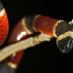 La IA constata que hay más especies de reptiles en peligro de extinción
