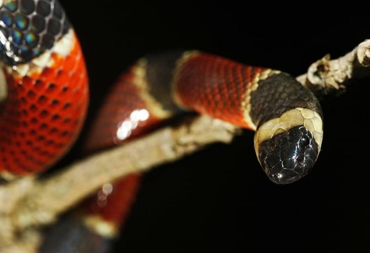 La IA constata que hay más especies de reptiles en peligro de extinción