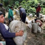La producción de café de Colombia cae un 7 % en abril