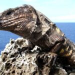 Los reptiles, que reciben menos fondos para su conservación, amenazados
