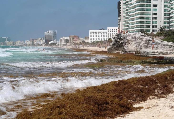 ONG alerta sobre aumento de sargazo en próximos días en el Caribe mexicano