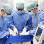 Trasplantan con éxito un hígado conservado durante tres días fuera del cuerpo