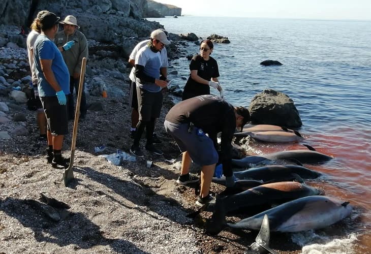 Unos 30 delfines mueren varados en área costera del noroeste de México