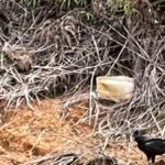 Guatapé: encuentran cuerpo a la orilla del embalse, este 13