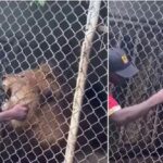 León arranca dedo de un cuidador en un zoológico de Jamaica