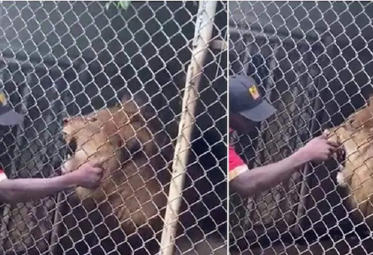 León arranca dedo de un cuidador en un zoológico de Jamaica