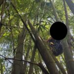 Parapentista fue rescatado al caer sobre algunas guaduas en Amagá