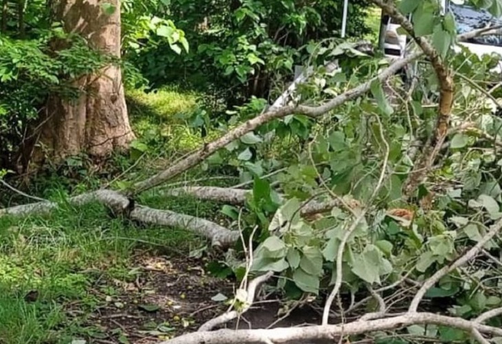 Pasajero de mototaxi murió al caerle rama de un árbol, el 12