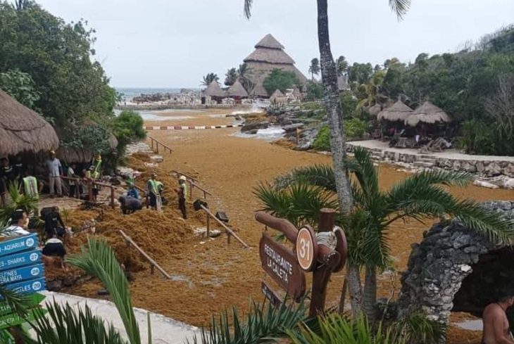 El Sargazo 'ahoga' las playas de Cancún, en la Riviera Maya