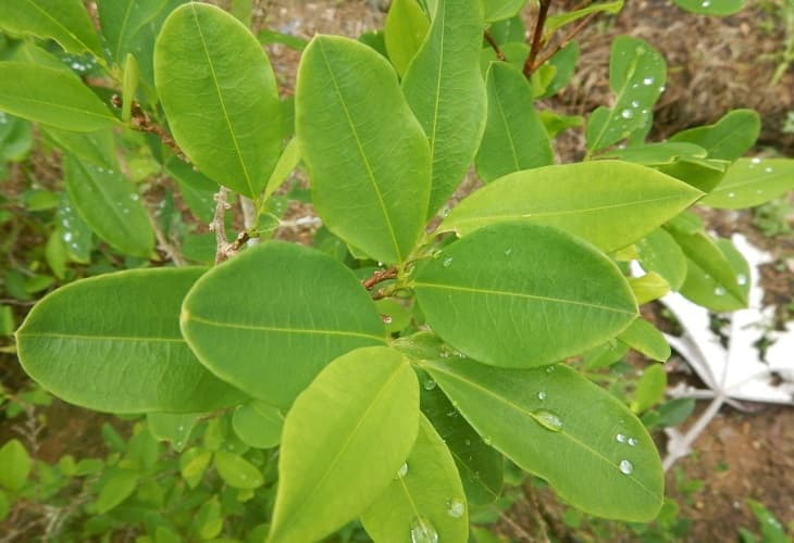 Bolivia crea la empresa Kokabol que industrializará la hoja de coca