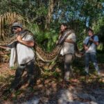 Capturan una pitón de 18 pies, la más grande hallada hasta ahora en Florida