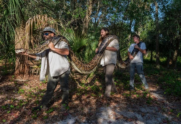 Capturan una pitón de 18 pies, la más grande hallada hasta ahora en Florida