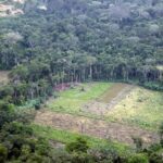 Colombia ha perdido 7.585 hectáreas de bosques por deforestación en seis meses