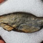 Descubren en Portugal un fósil de saltamontes con 300 millones de años