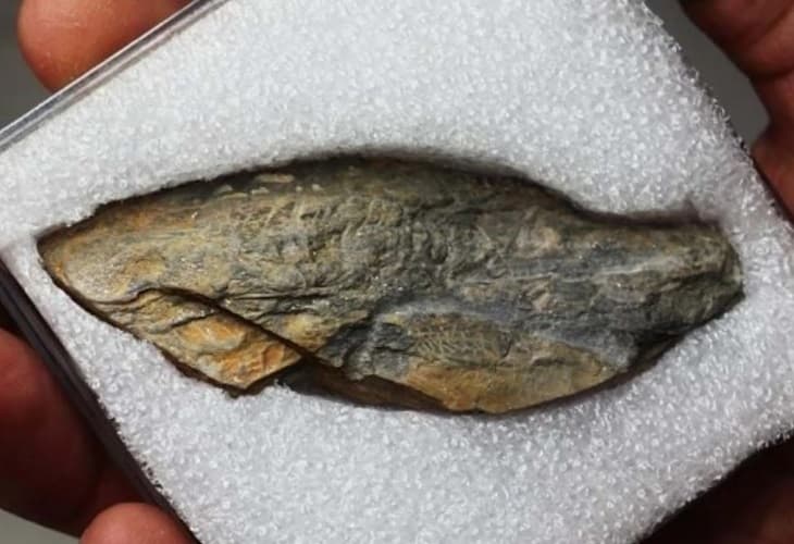 Descubren en Portugal un fósil de saltamontes con 300 millones de años