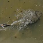 Identifican más de un centenar de fuentes contaminantes del lago Titicaca