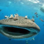 La Isla de los Gigantes, el misterio del pez más grande del mundo